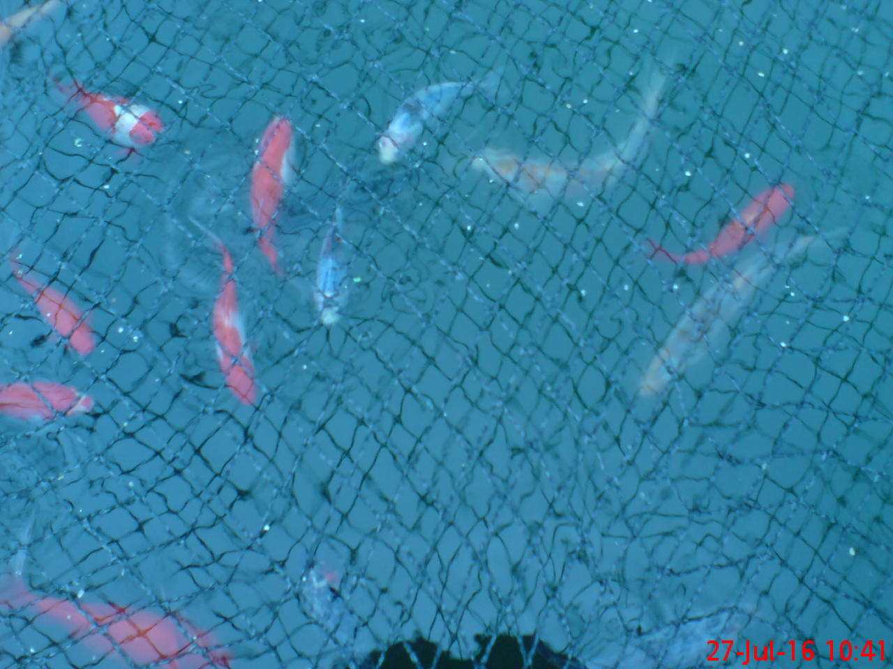 ImagesGarden/2016-07 Fish In Pond.jpg